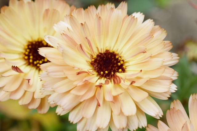 カレンデュラの花