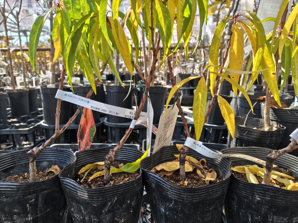 みきドワーフの苗木