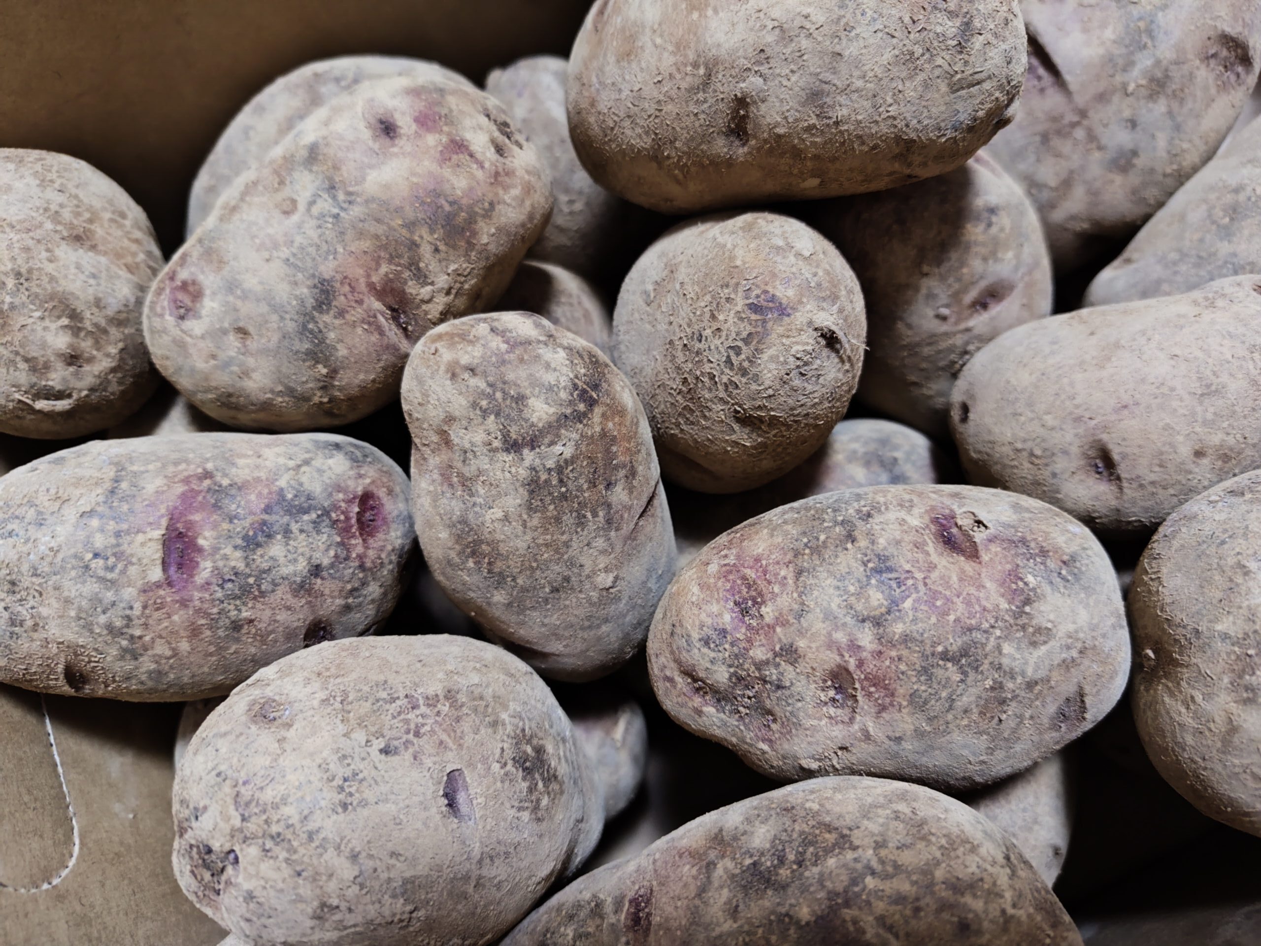 デストロイヤー