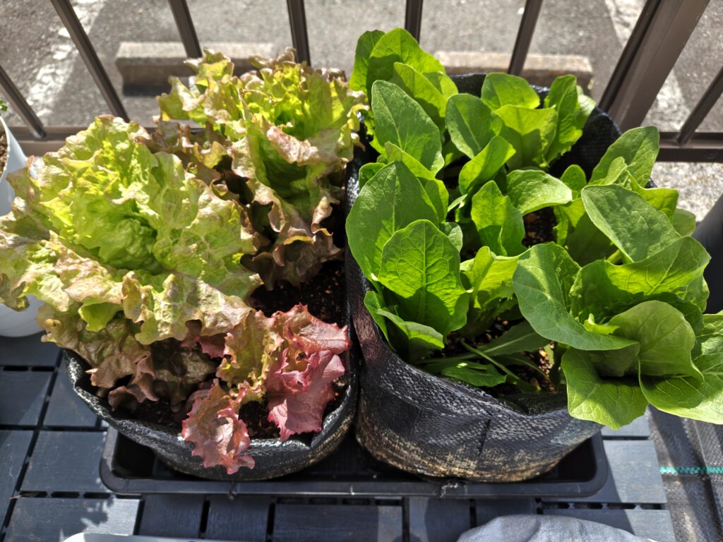 サニーレタスとロメインレタス