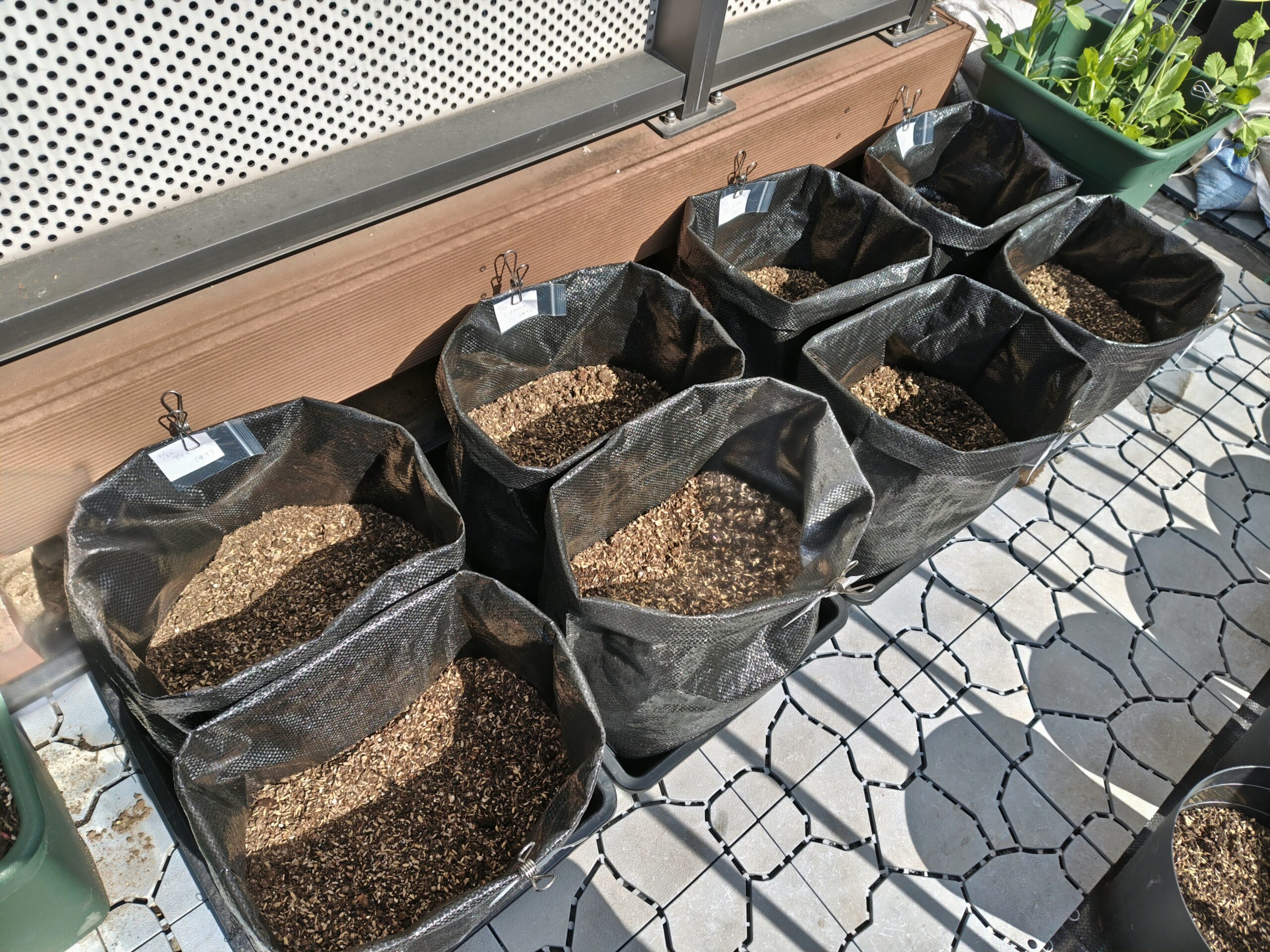 土嚢袋に植えたじゃがいも