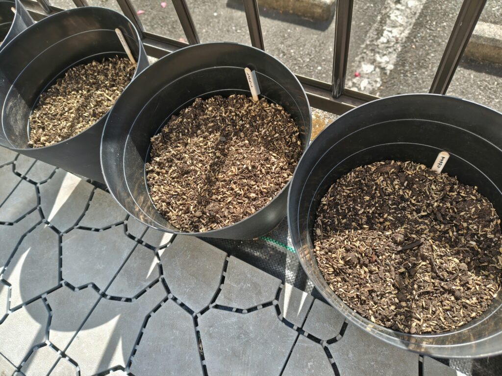 ゴミ箱に植えたじゃがいも