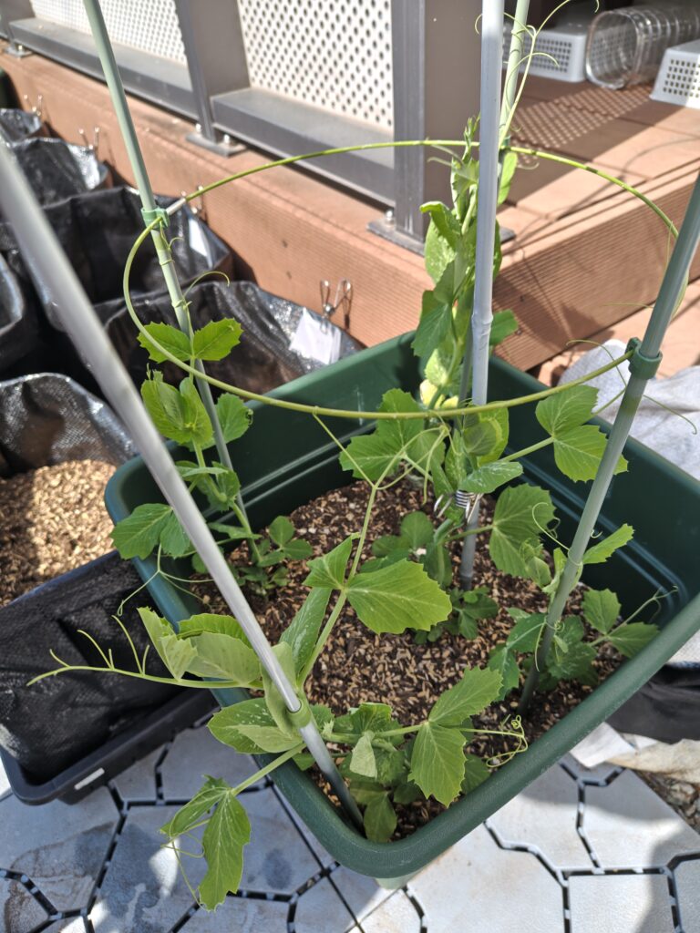 間引き後のスナップえんどう