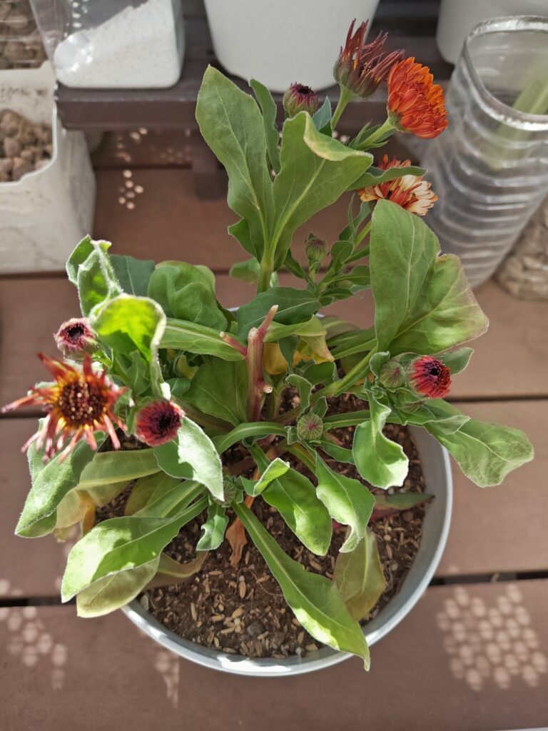 元気のないカレンデュラ