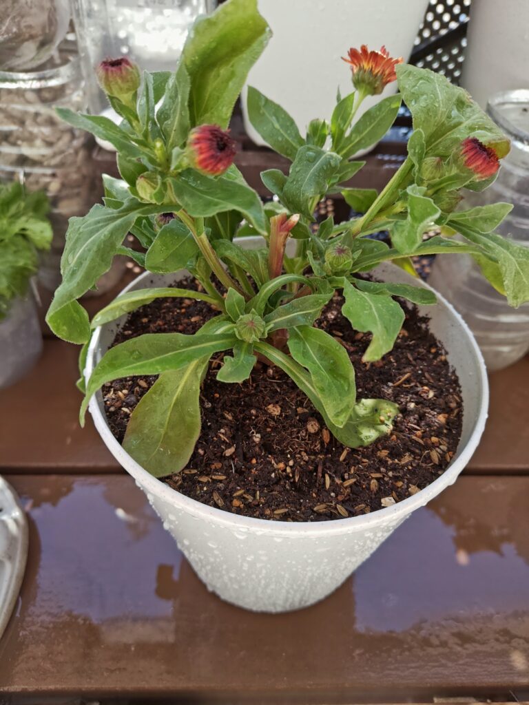 切り戻ししたカレンデュラ