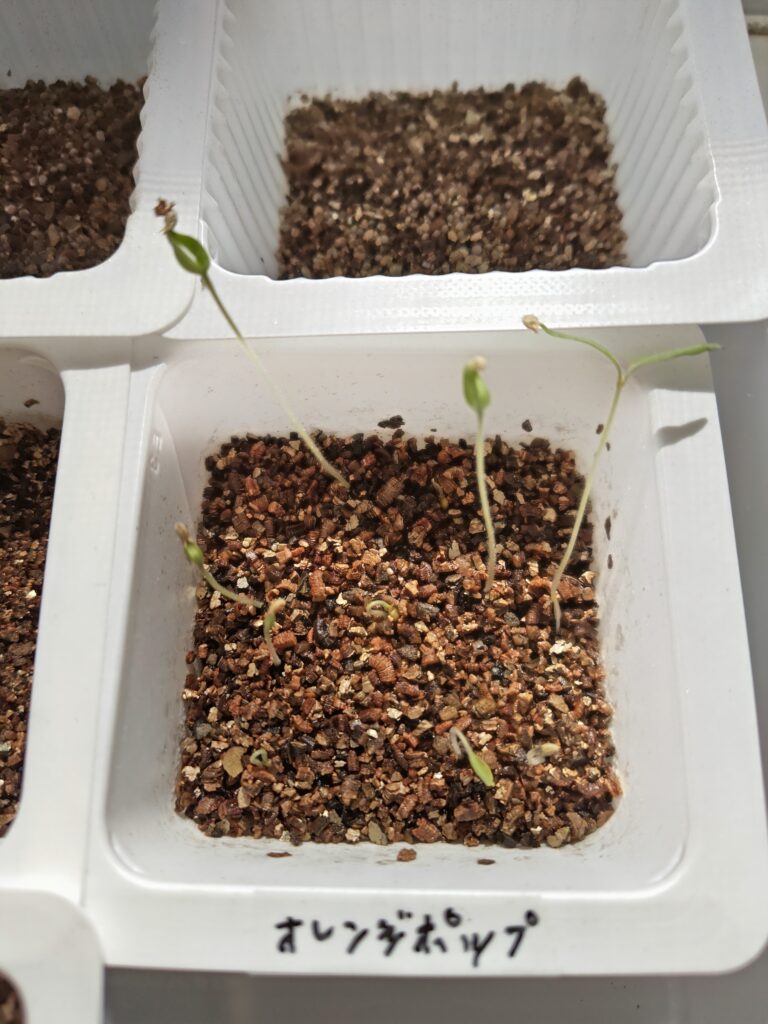 豆腐カップで芽が出たオレンジポップ