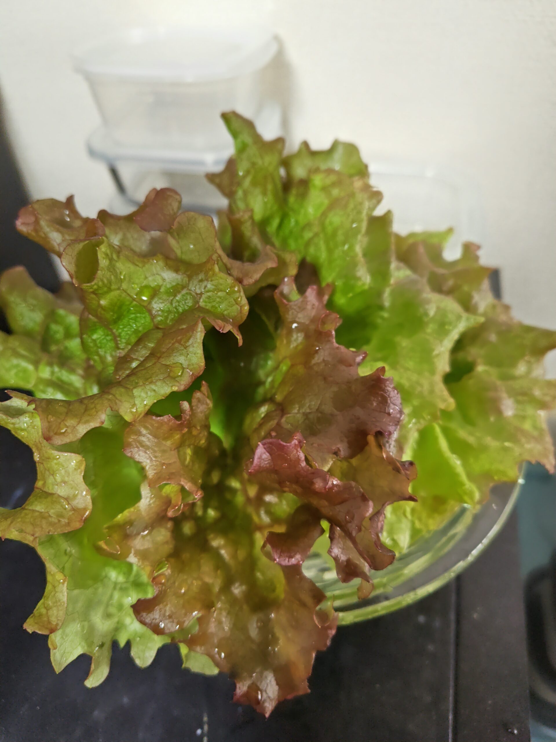 収穫したサニーレタス