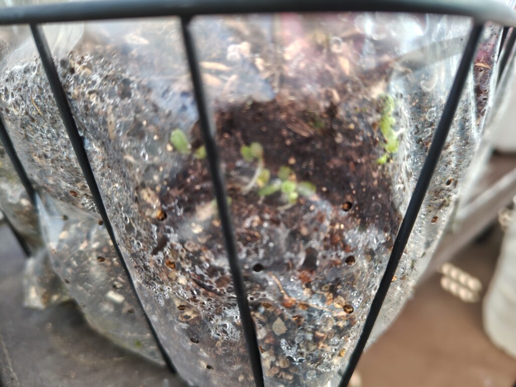 土深くで発芽したサニーレタス