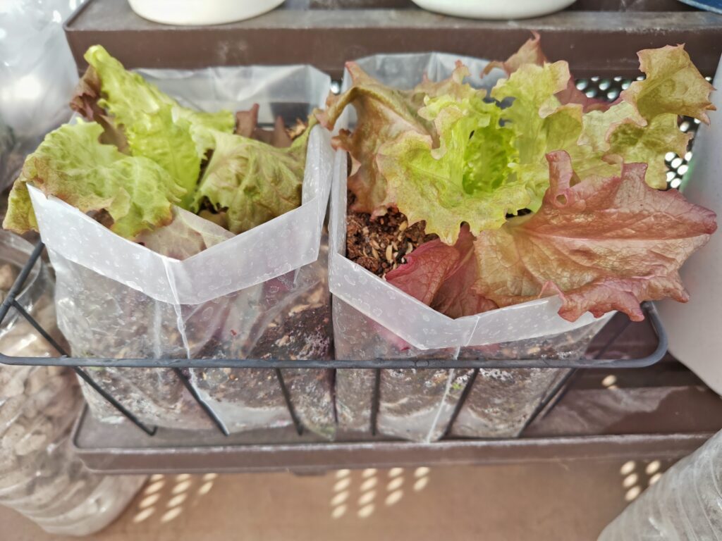 水切りゴミ袋に植えたサニーレタス