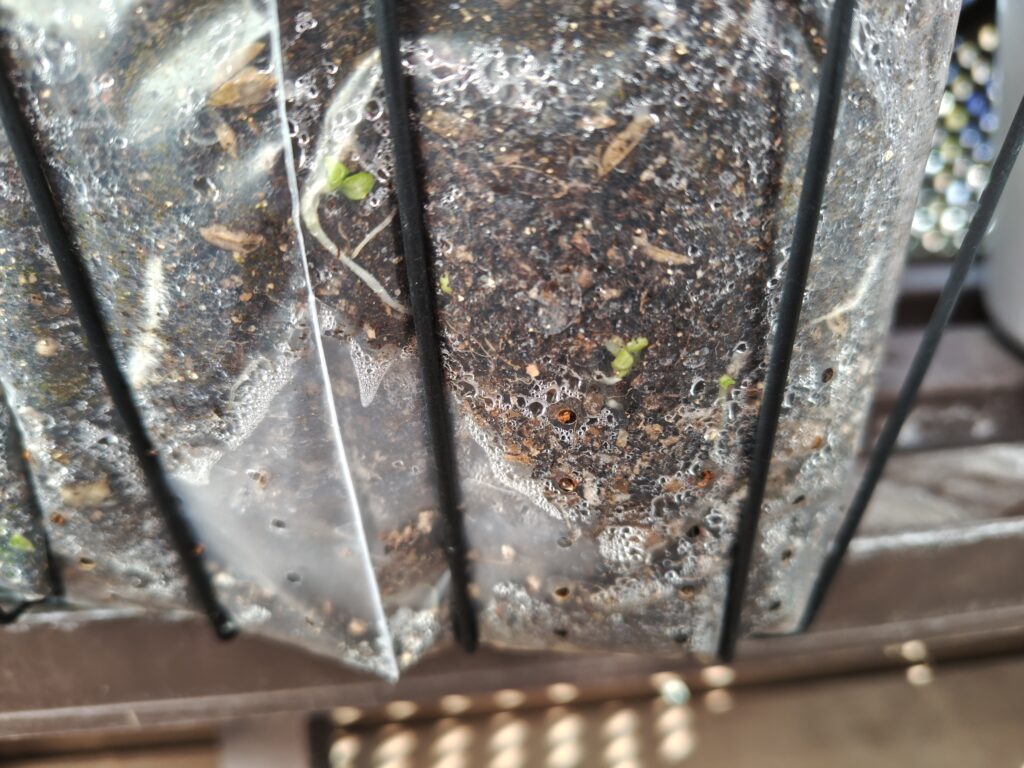 土深くで発芽したサニーレタス