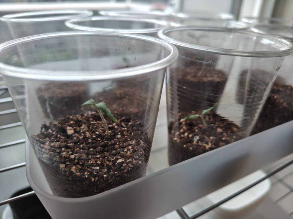 プラカップに移植したオレンジポップ