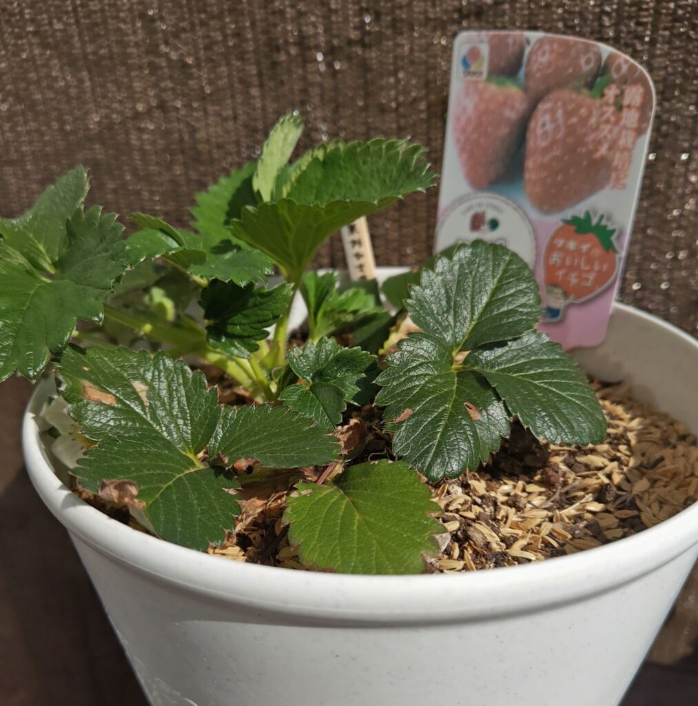 春を迎えた東京おひさまベリー