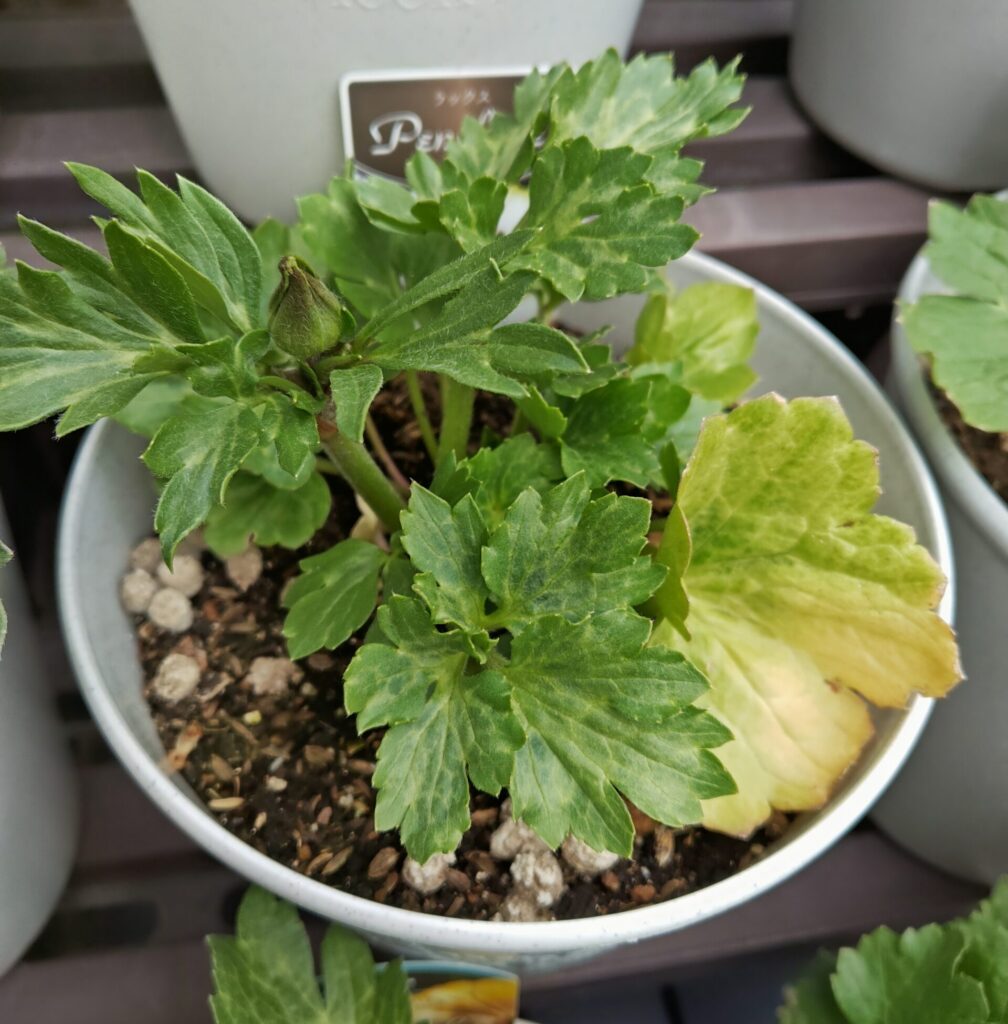 ラックス_ペネロペの蕾