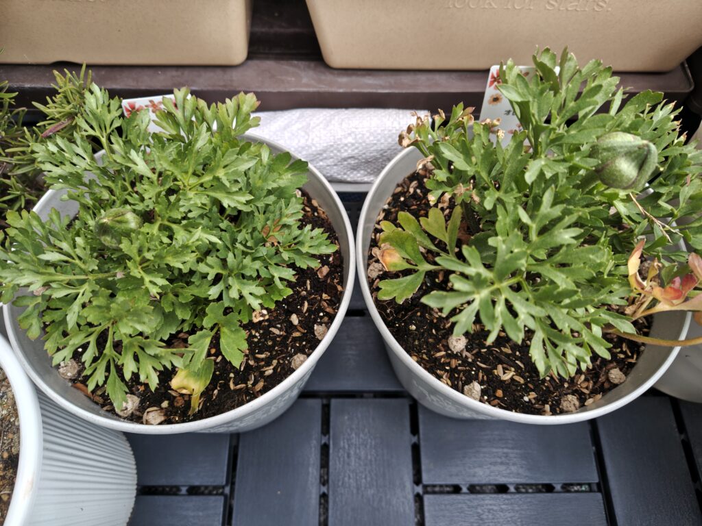 普通のラナンキュラス（赤・オレンジ）