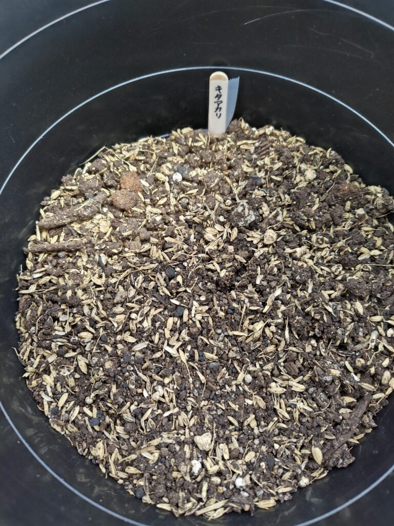 キタアカリの土の表面に亀裂