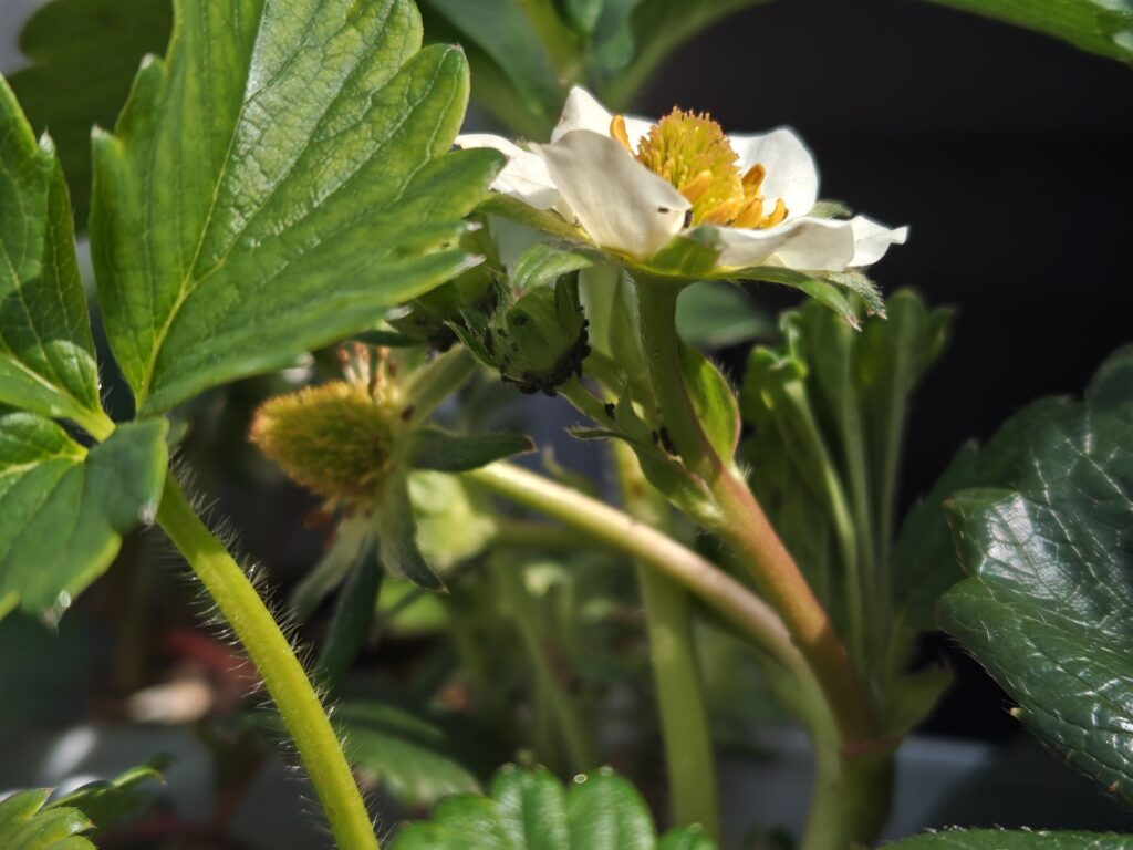 苺の株についたアブラムシ