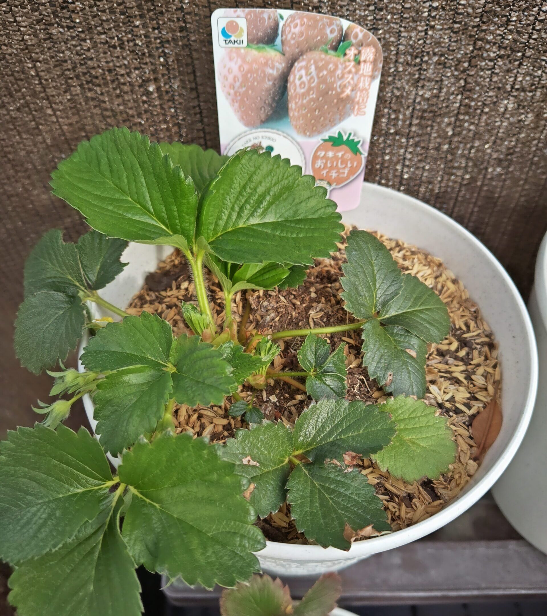 3/9東京おひさまベリー