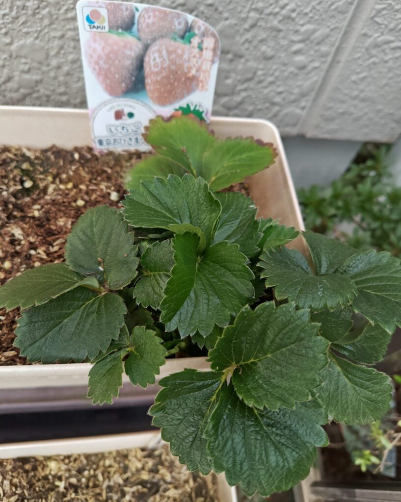 3/9東京おひさまベリー