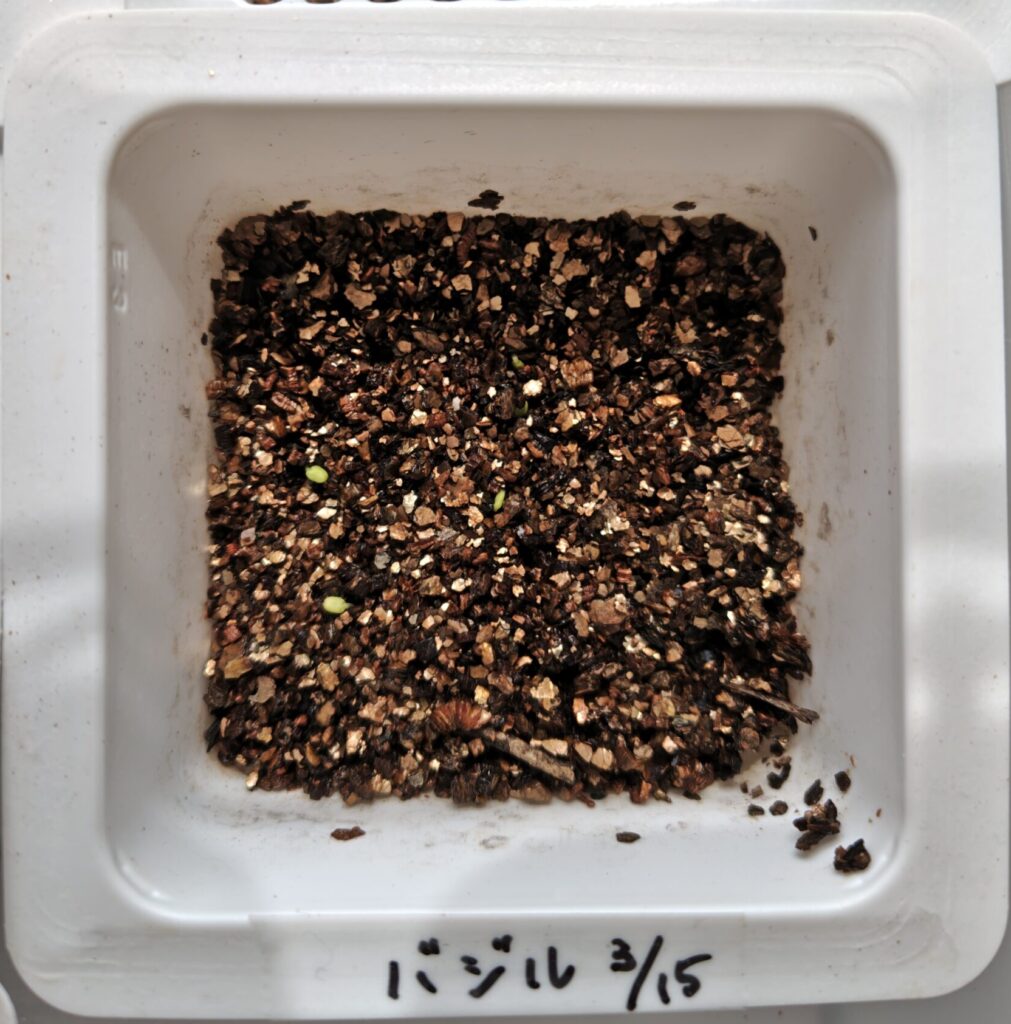 3/20発芽したバジル