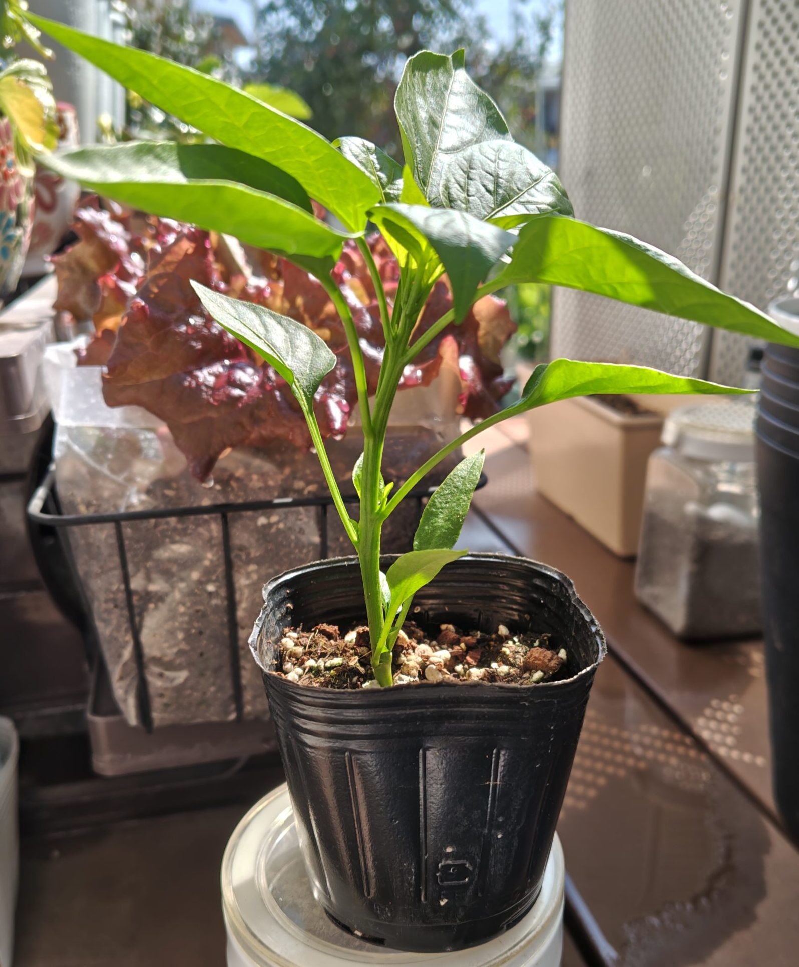 3/21ピーマン京みどりの苗