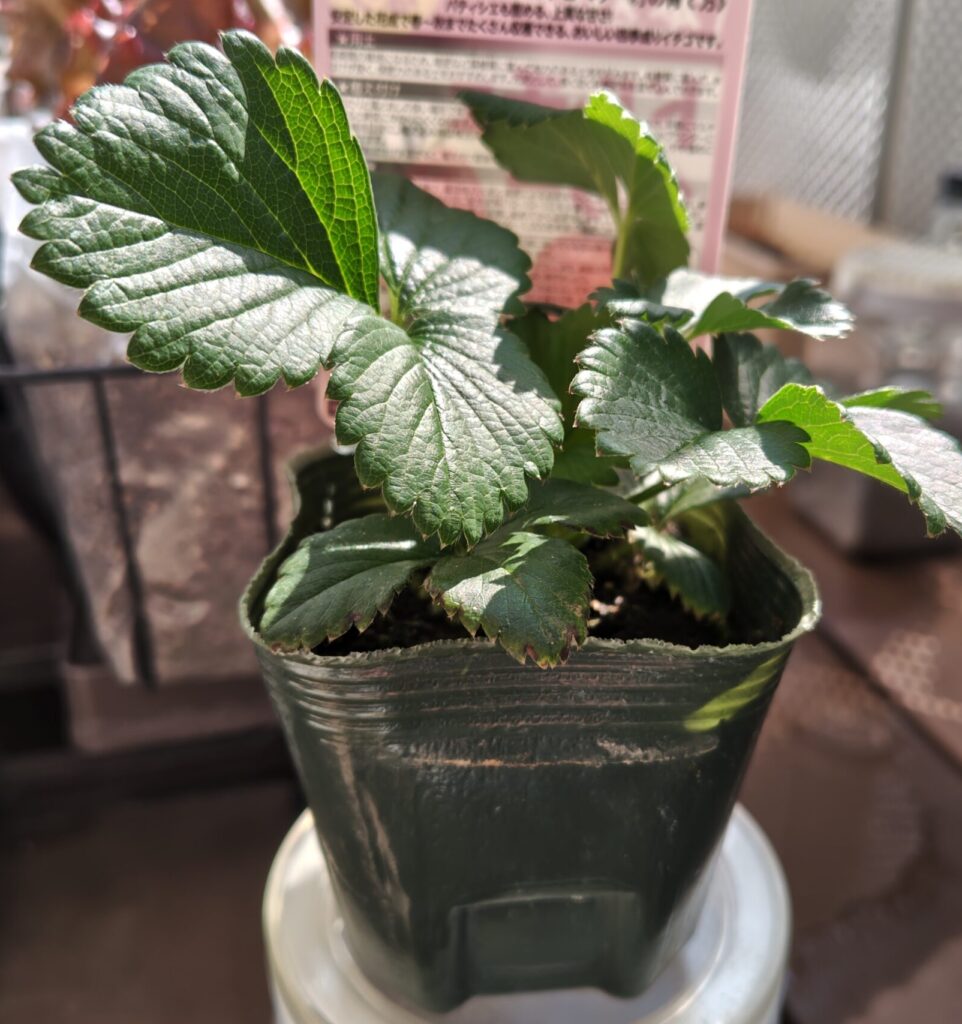 3/21ドルチェベリーの苗