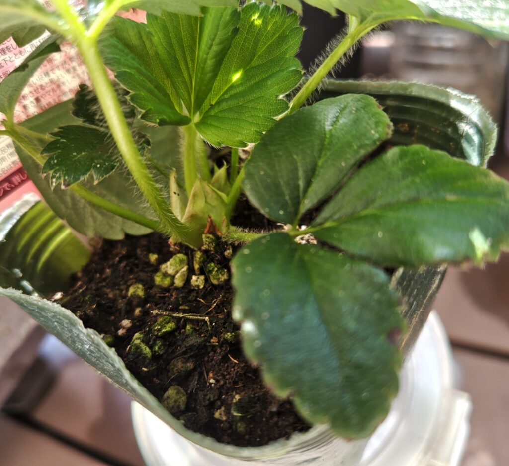 3/21ドルチェベリーの苗