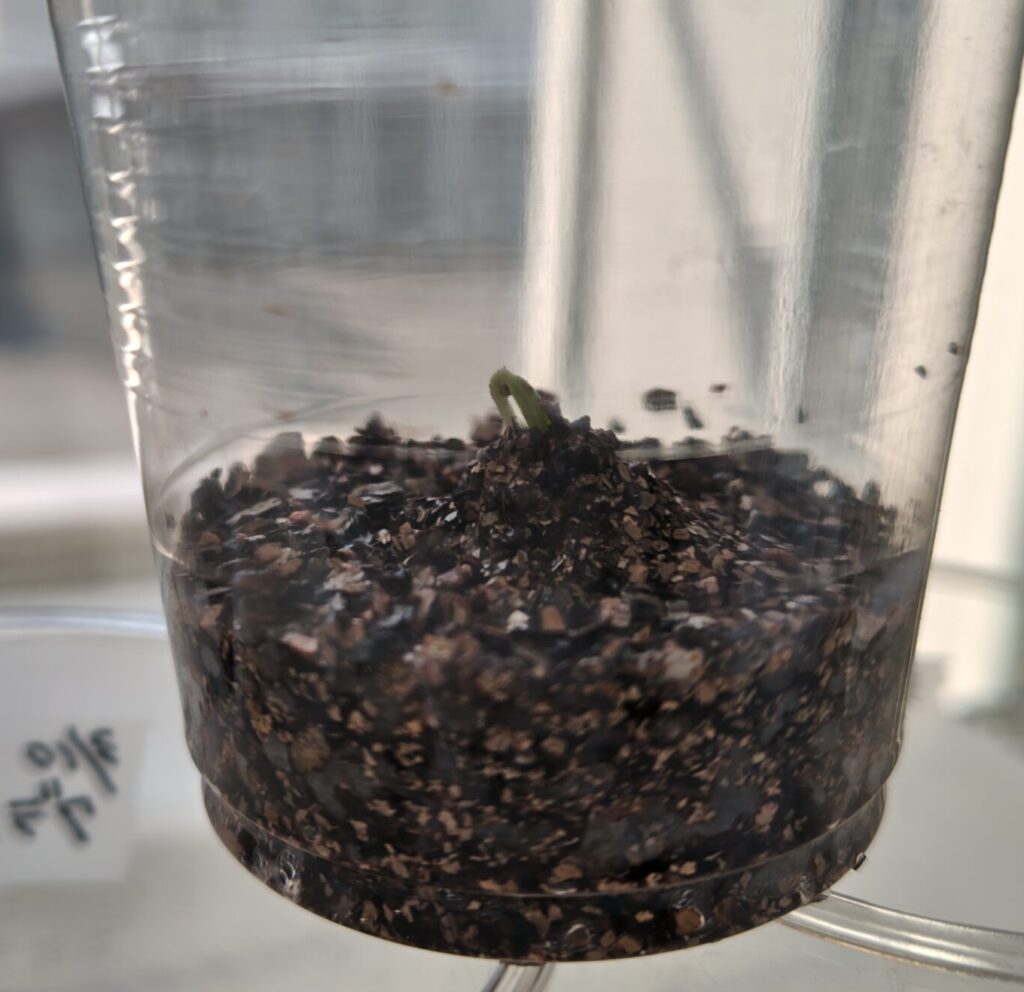 3/21発芽したグランパープル