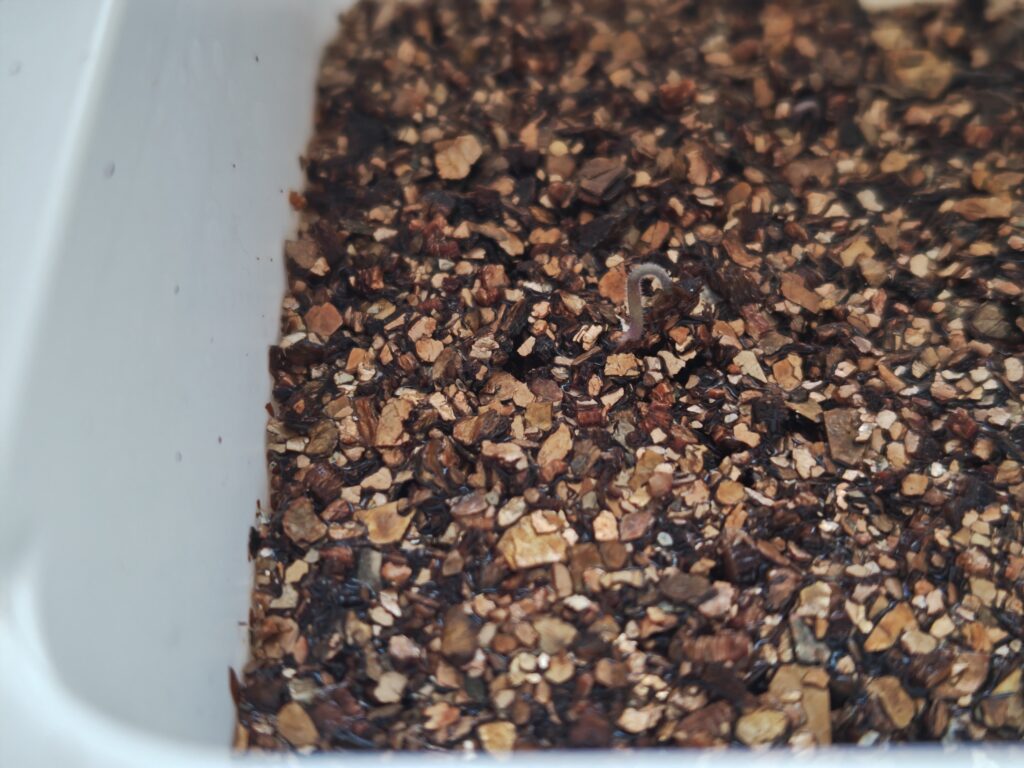 3/21発芽したスーパーのミニトマトの種