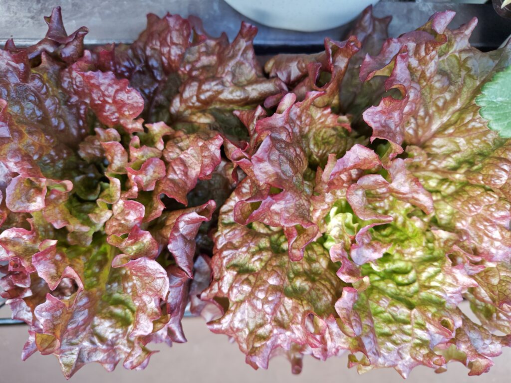 3/23水切りゴミ袋のサニーレタス