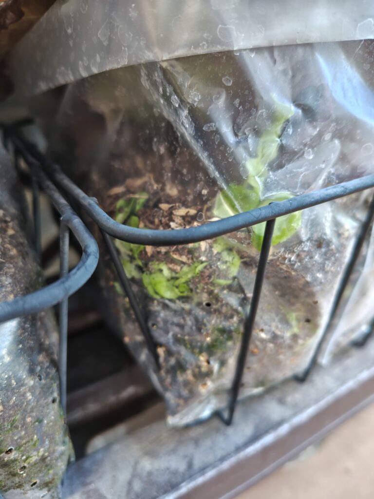 3/23水切りゴミ袋のサニーレタス