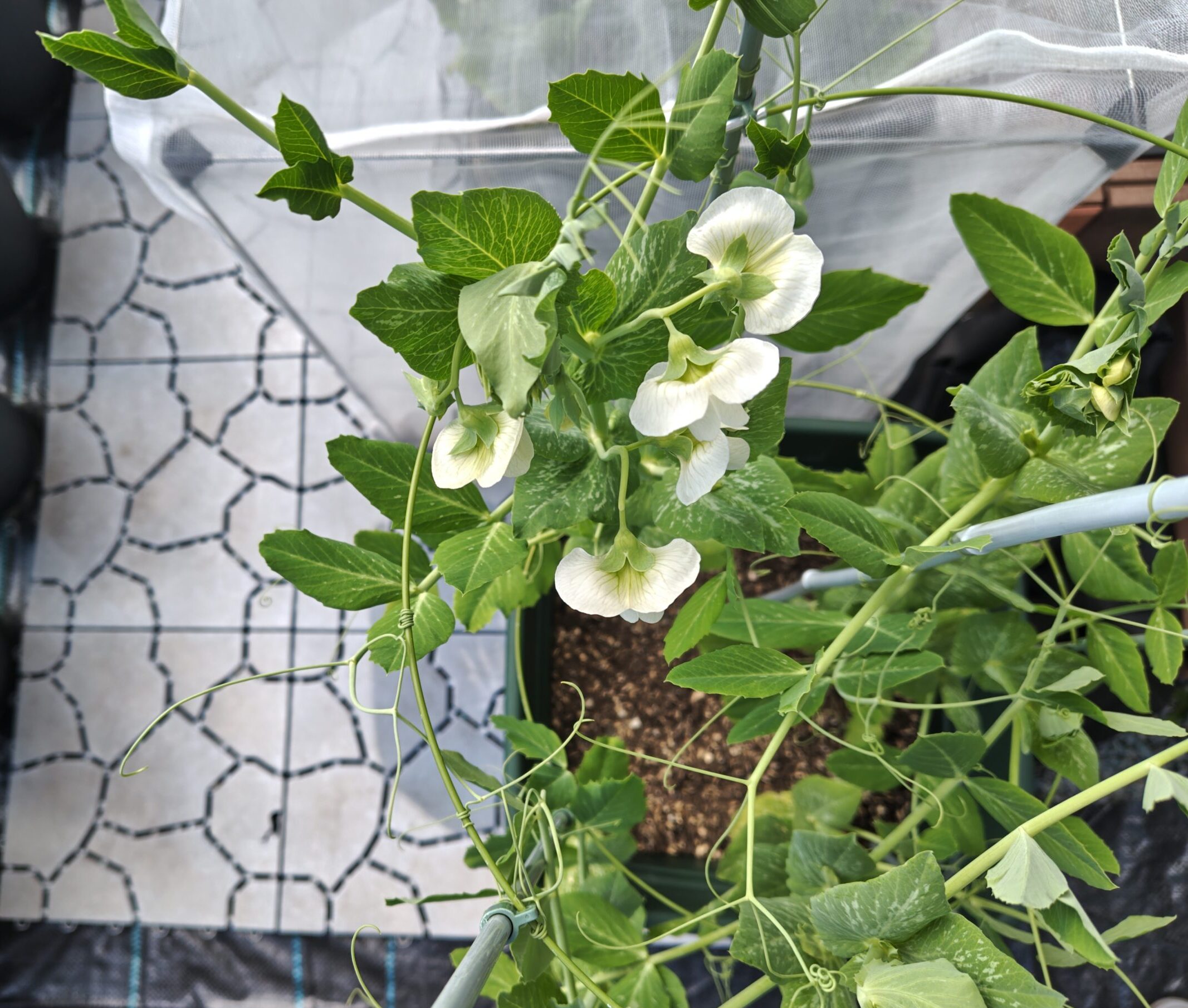 3/23スナップえんどうの花