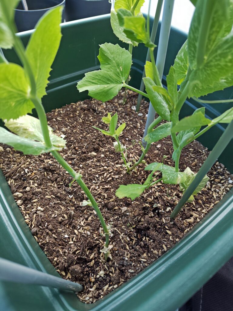 3/23枯れた葉を除去したスナップえんどう