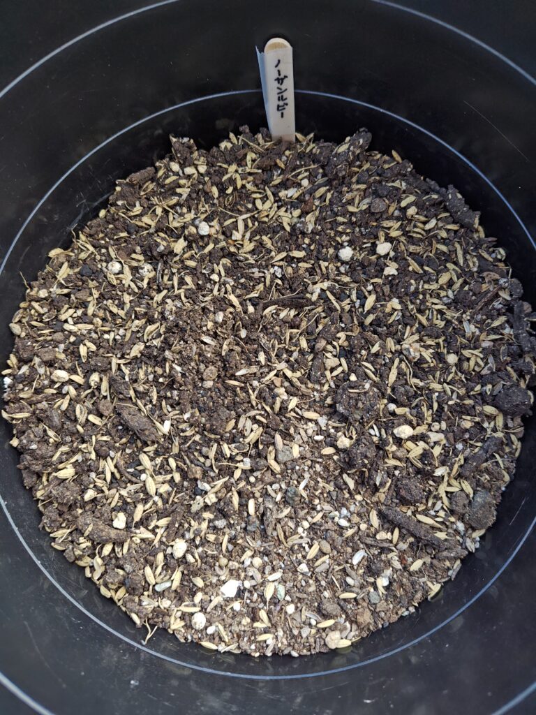 3/23ノーザンルビー