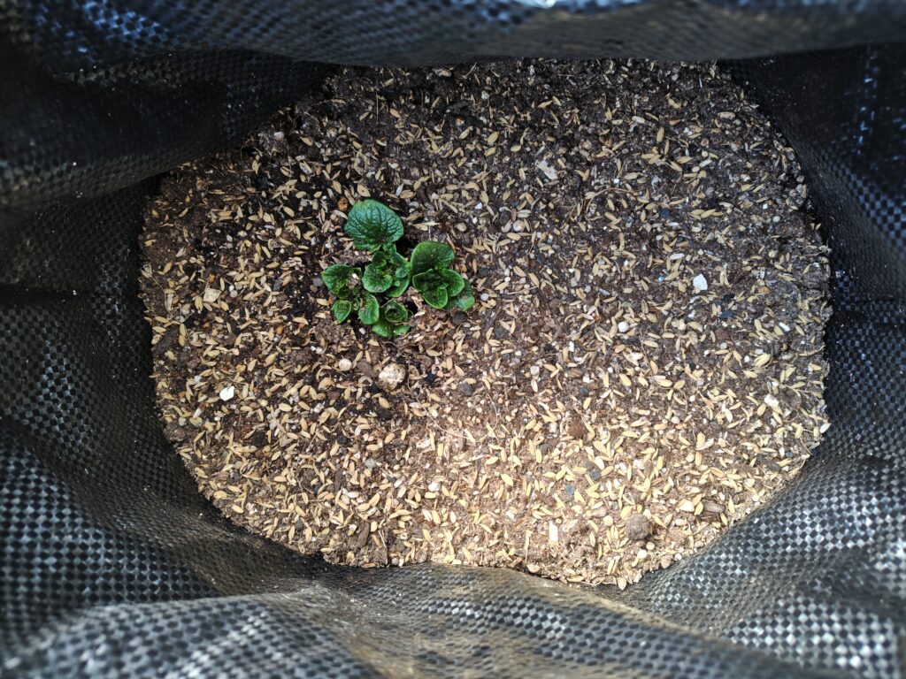 3/23レッドムーン