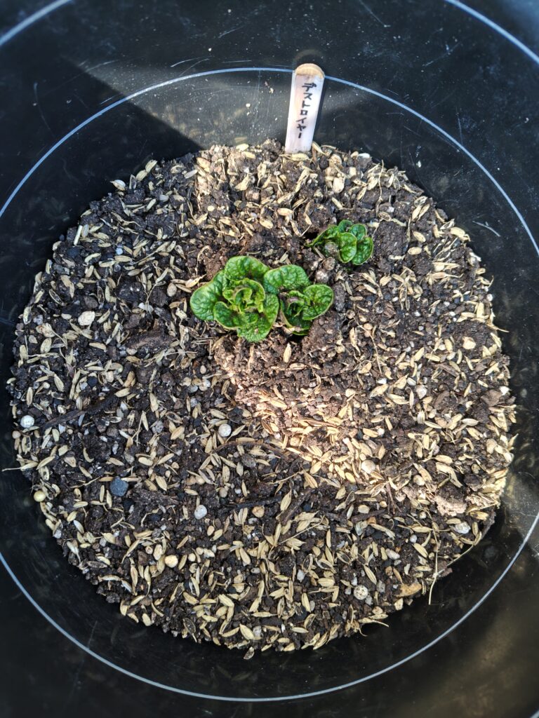 3/23デストロイヤー