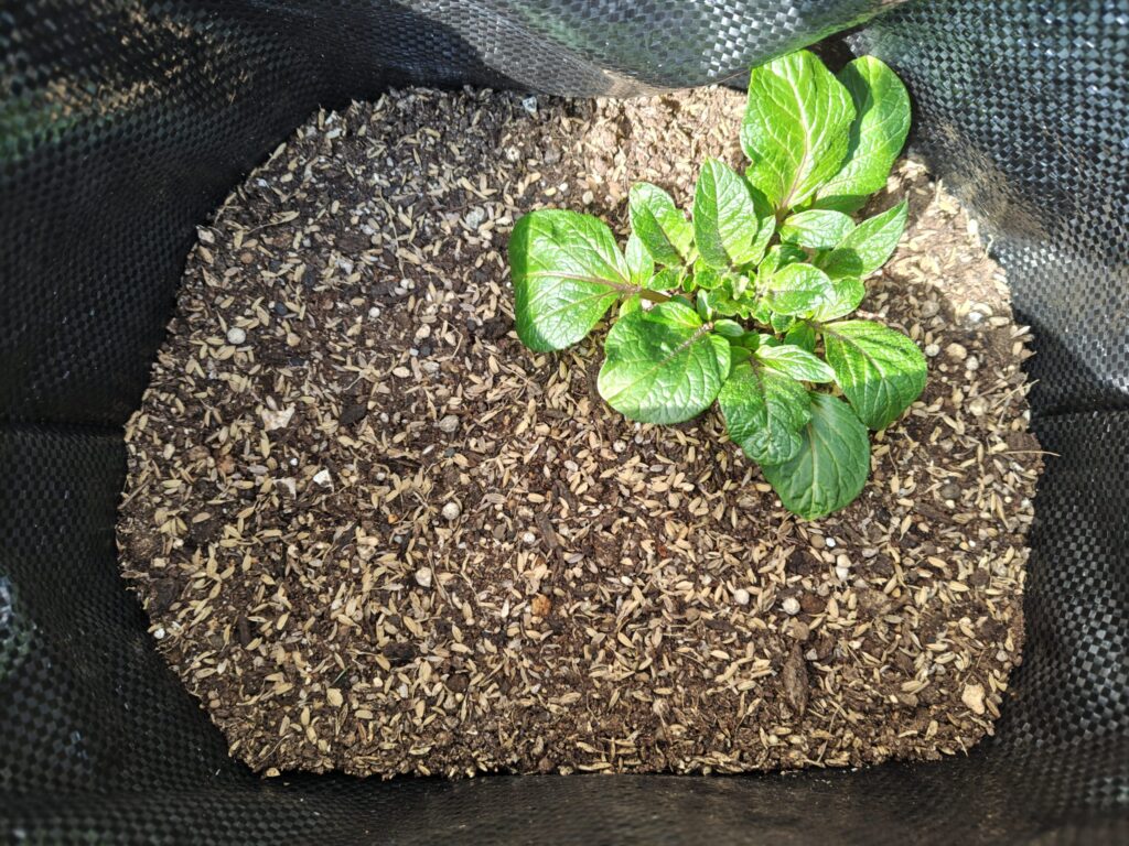 3/23アンデスレッド