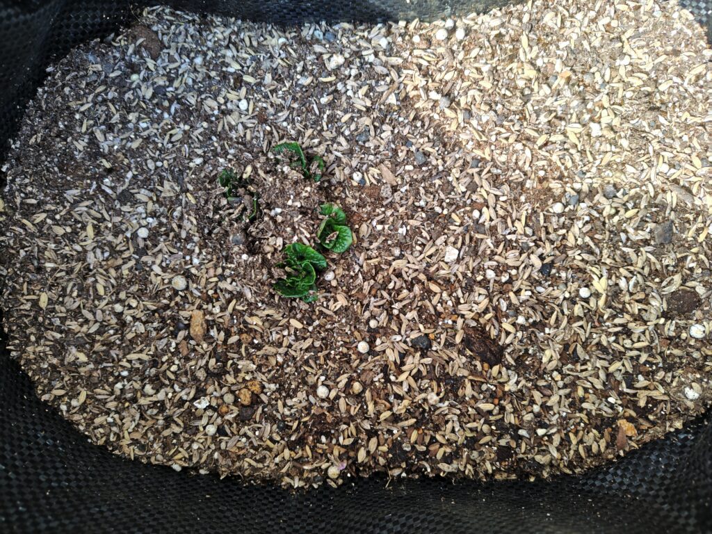 3/23ノーザンルビー