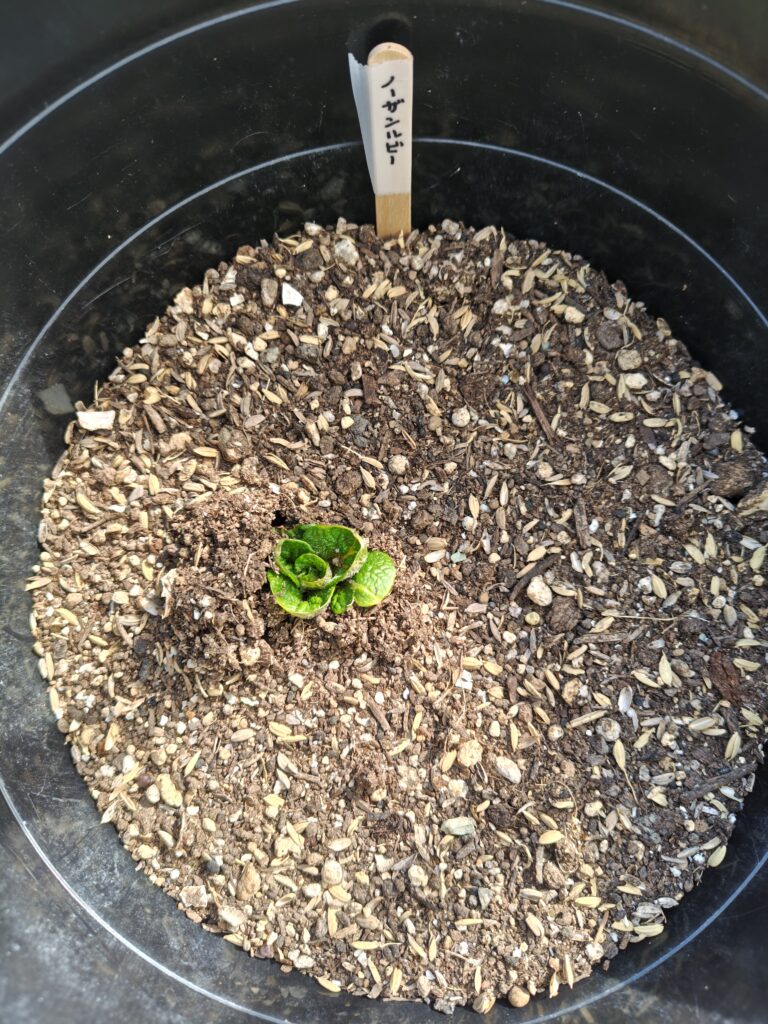 3/23ノーザンルビー