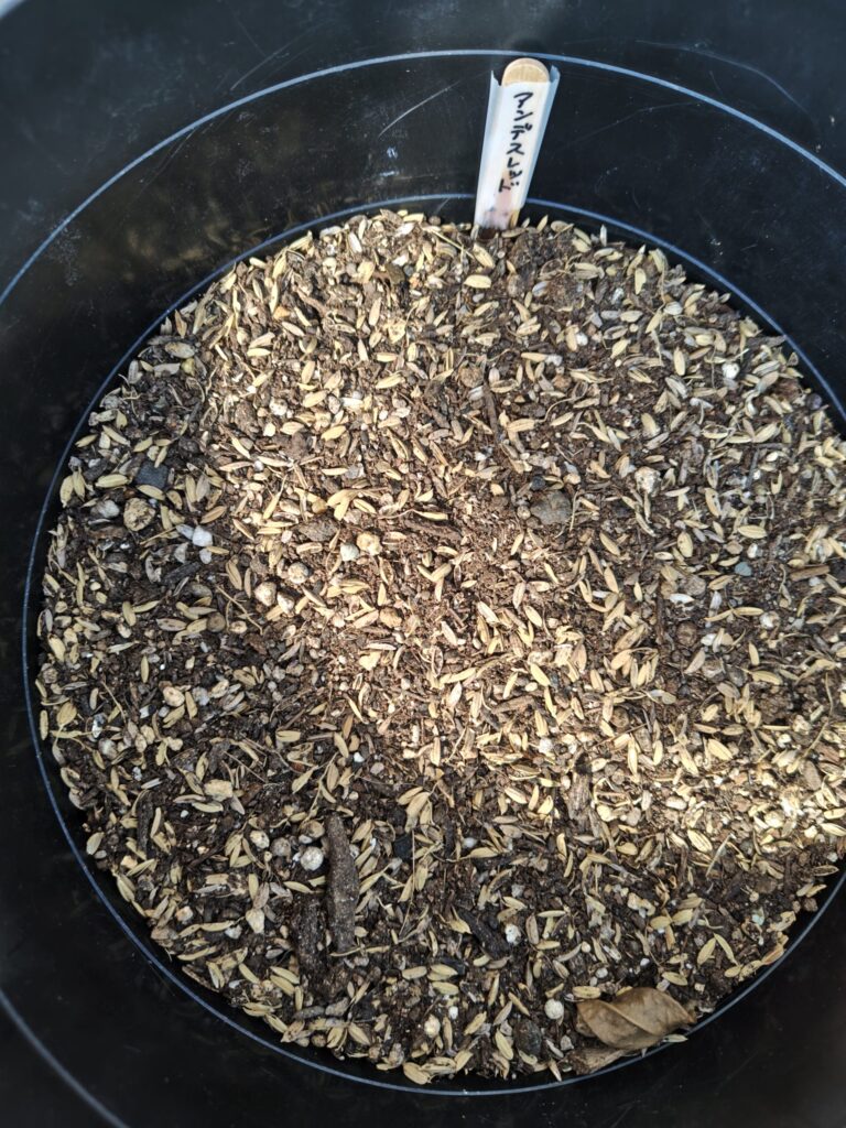 3/23アンデスレッド