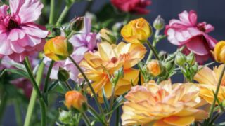 ラナンキュラス ラックスの花