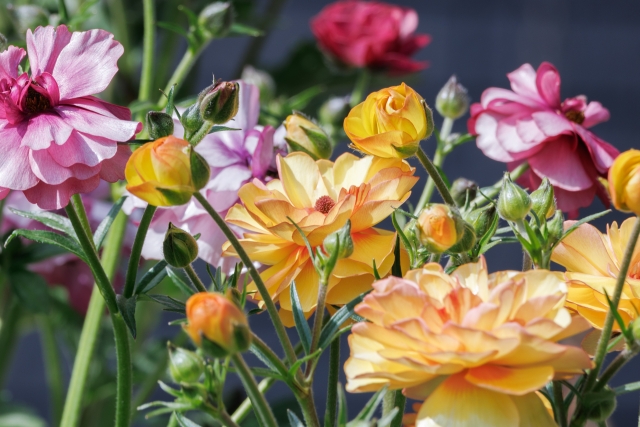 ラナンキュラス ラックスの花