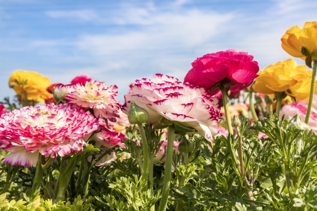 普通のラナンキュラス