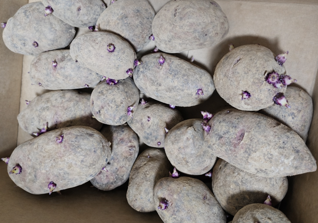 芽が出たデストロイヤー