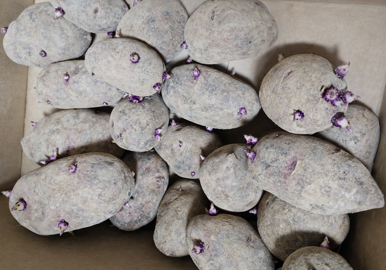 芽が出たデストロイヤー