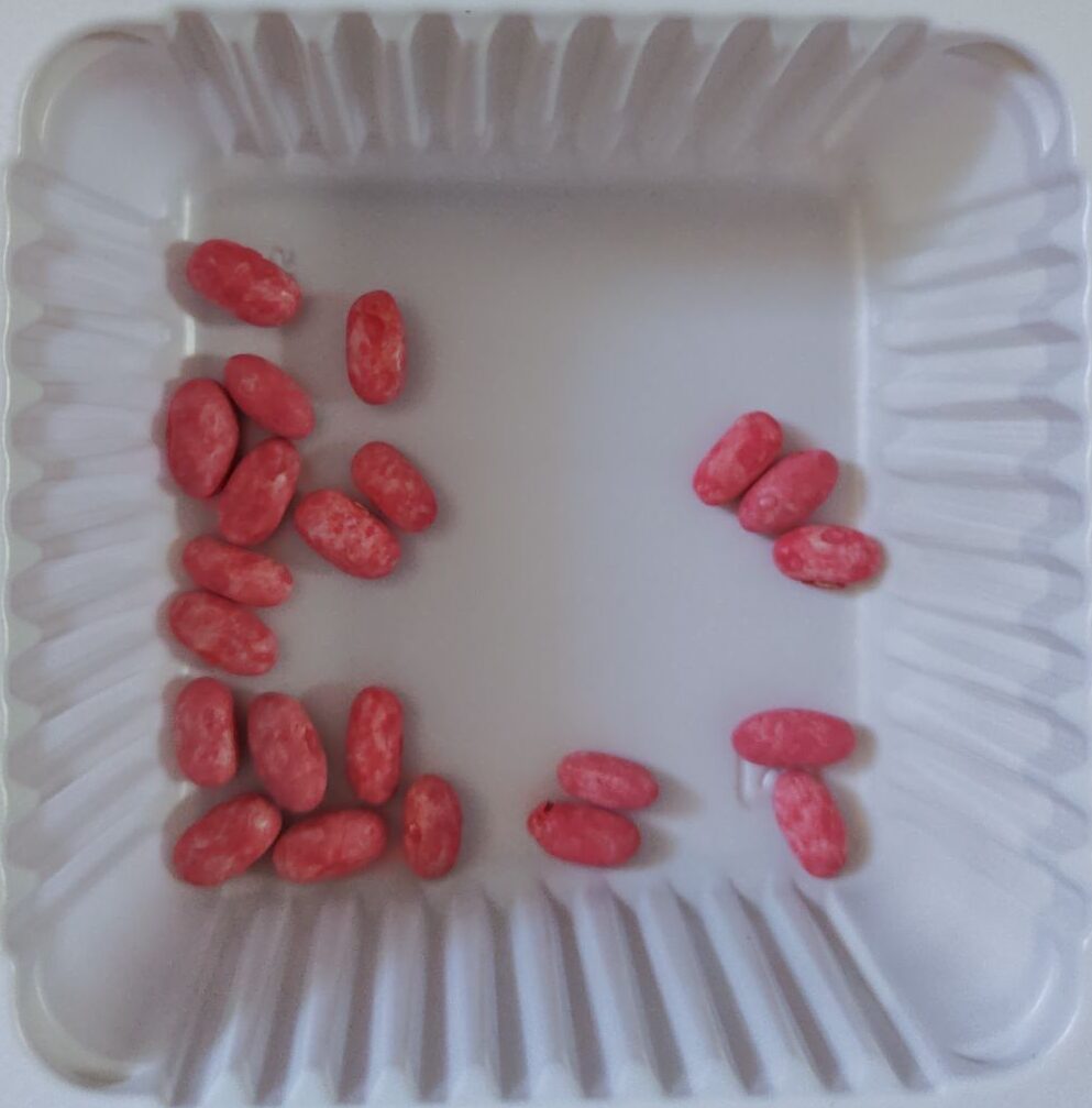 ダイソーのつるなしインゲンの種