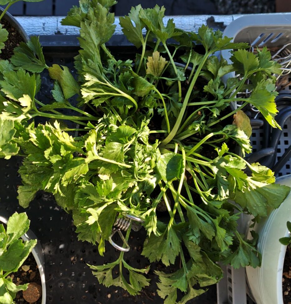 3/26水切れしたラナンキュラス