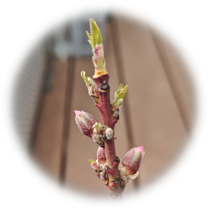 みきドワーフの花芽