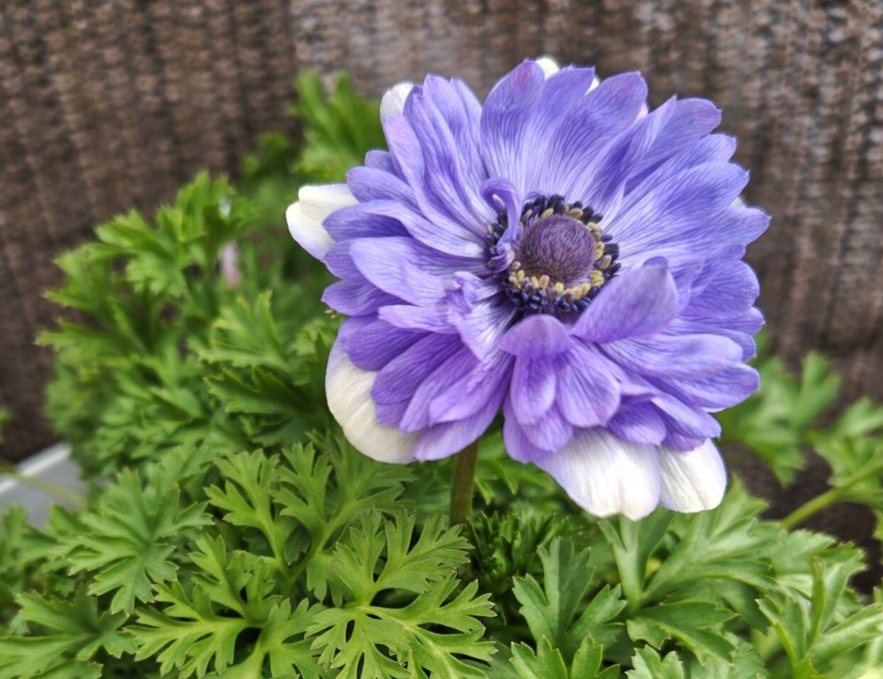 アネモネ凜々花の花アップ