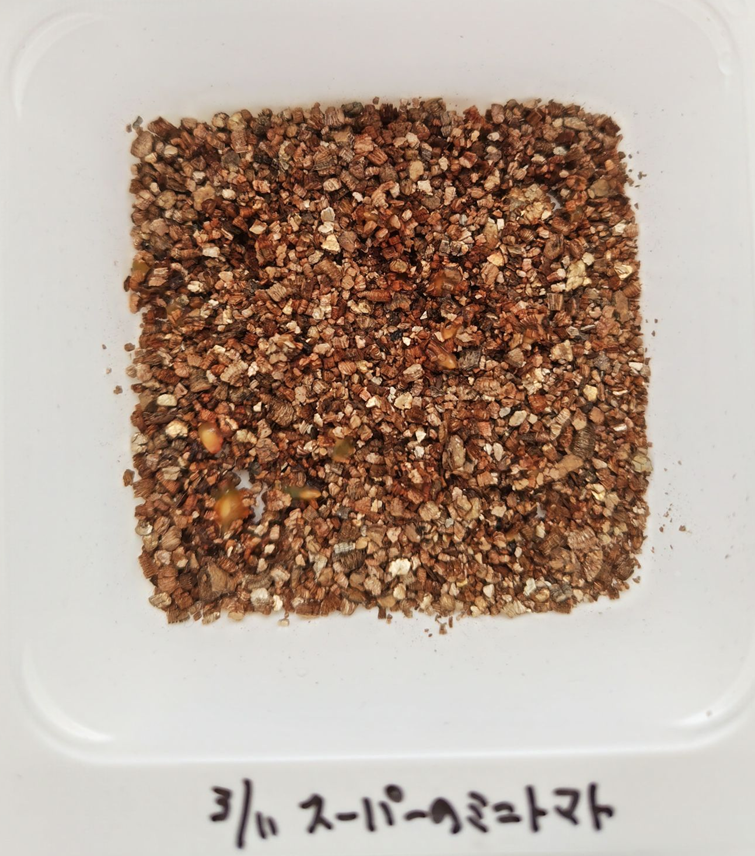 バーミキュライトに種を蒔いた様子