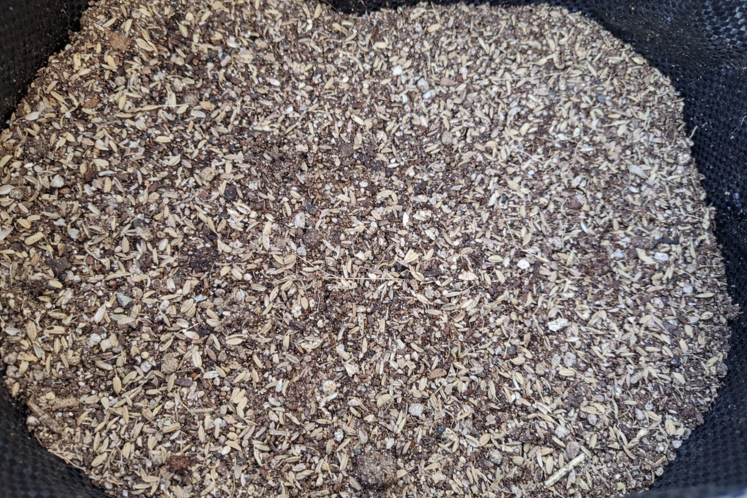 芽が出ていないプランター